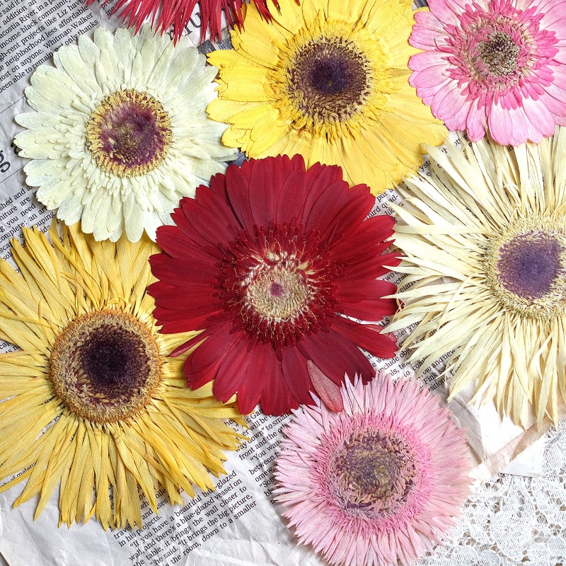 1pcs/7-9cm,Pressed Gerbera Dri - огляд і ціна Resin Art Phone Case